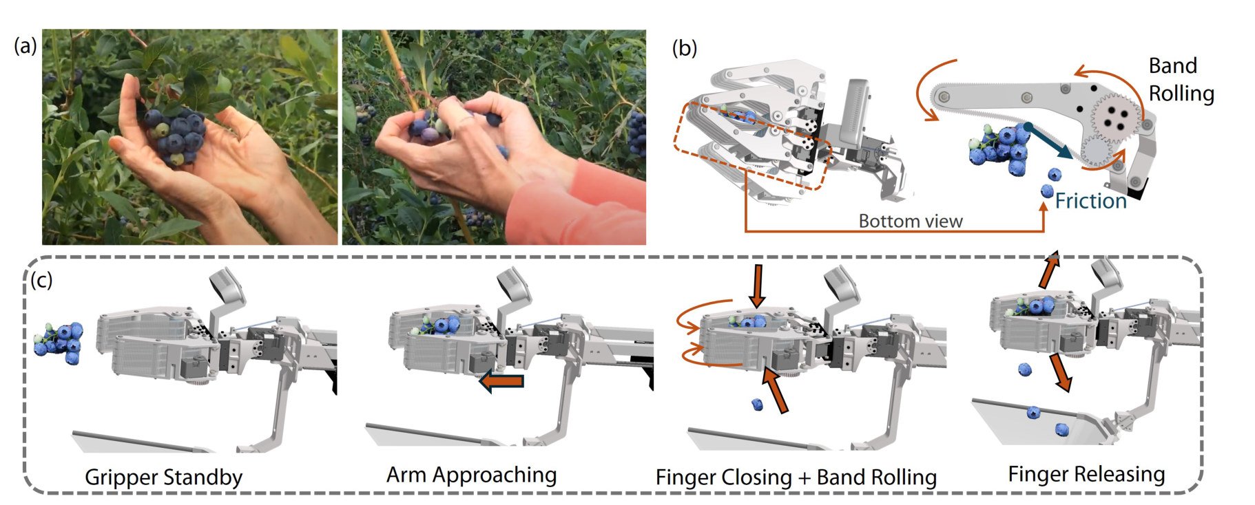 Gripper workflow: human picker inspiration, finger-closure movements and harvesting mechanism, and the grasping workflow