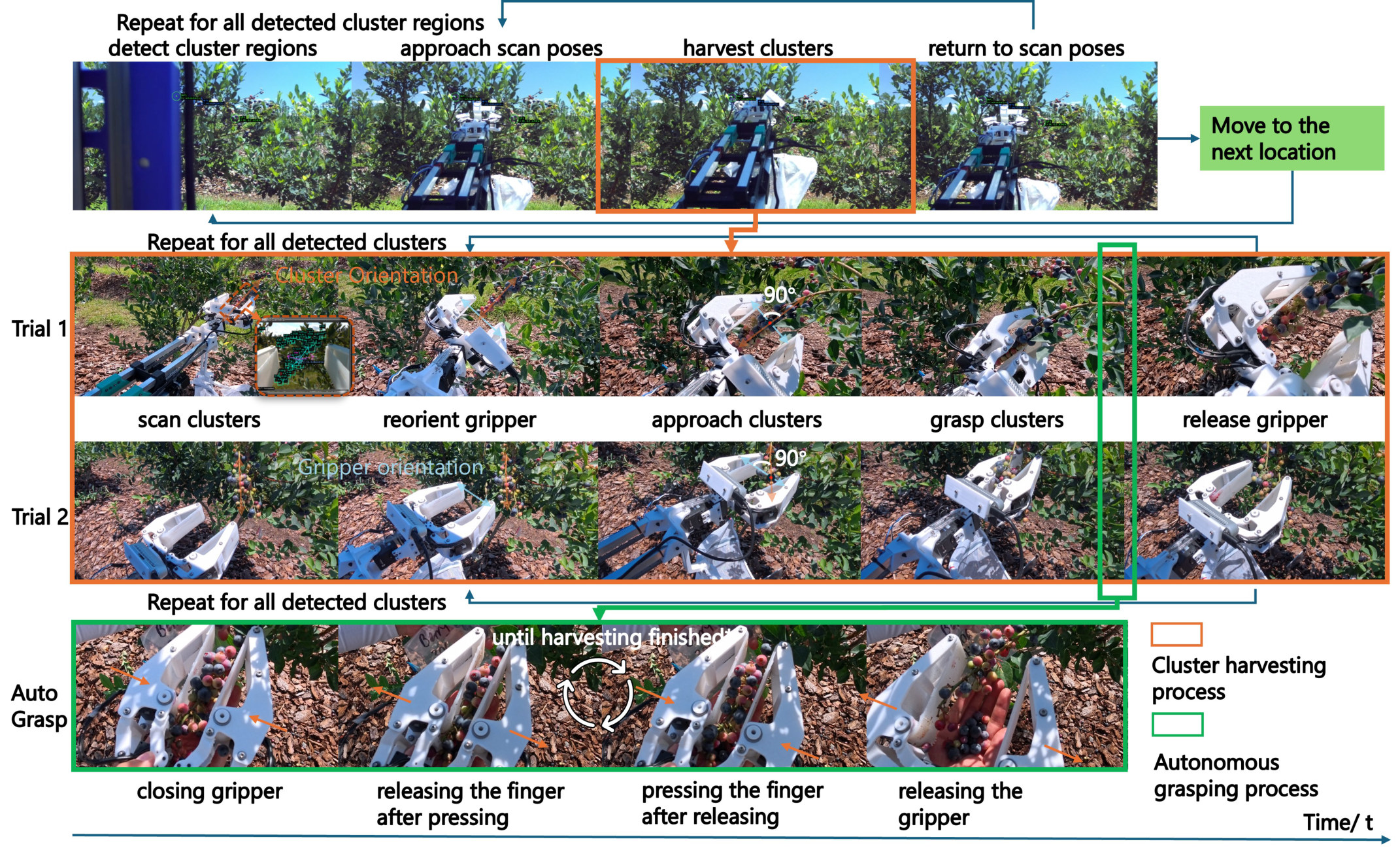 Field demonstration of the autonomous harvesting workflow across three nested levels: cluster regions, per-cluster scan/approach/grasp, and gripper closing-and-opening cycles