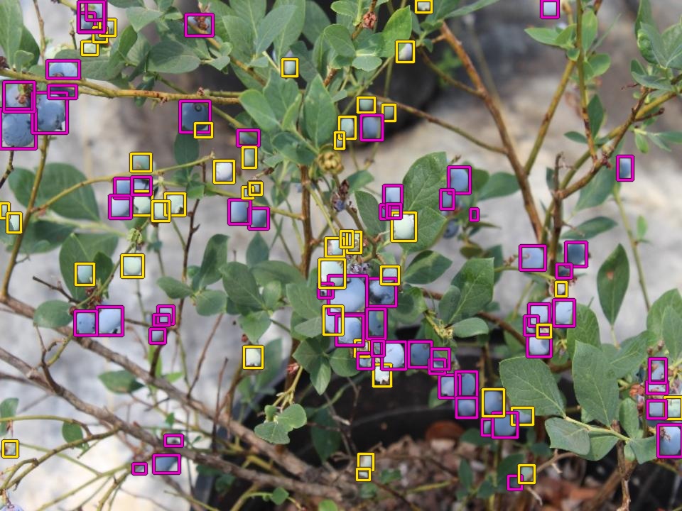 Detector output across a whole blueberry bush, with ripe fruit boxed in magenta and unripe in yellow