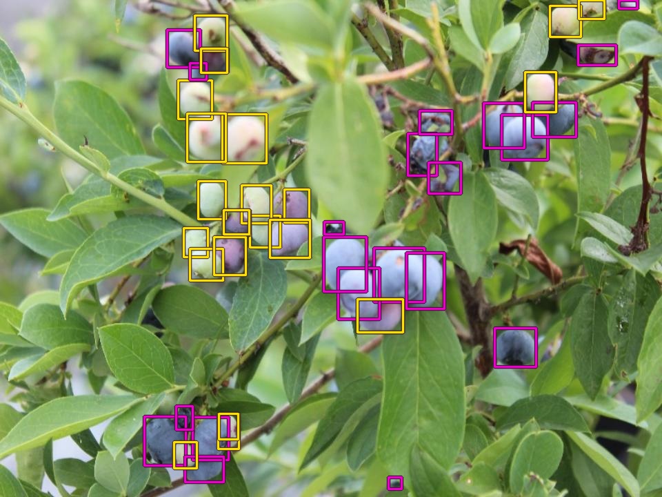 Close-range detector output separating ripe and unripe blueberries on a single cluster