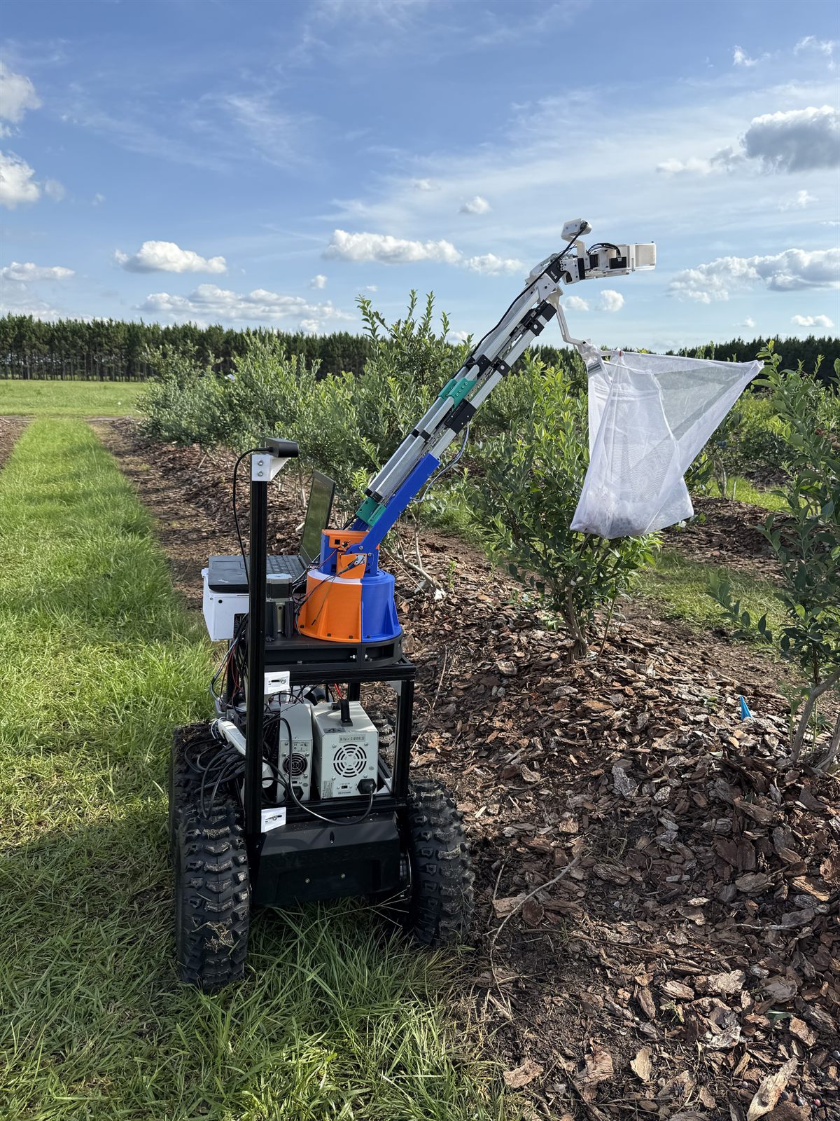 The harvesting robot on a tracked base beside a blueberry bush, arm extended with a white collection bag